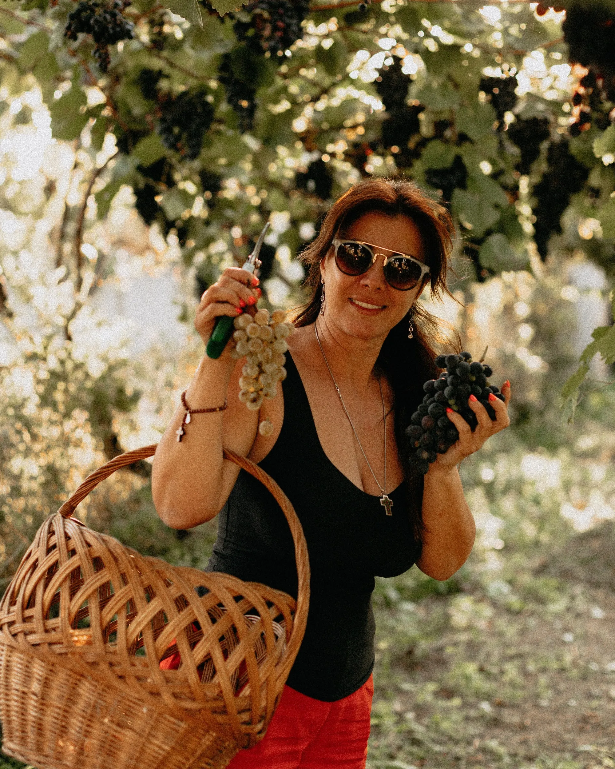 Grape harvest at the MARANELA family vineyard in Marana, Georgia